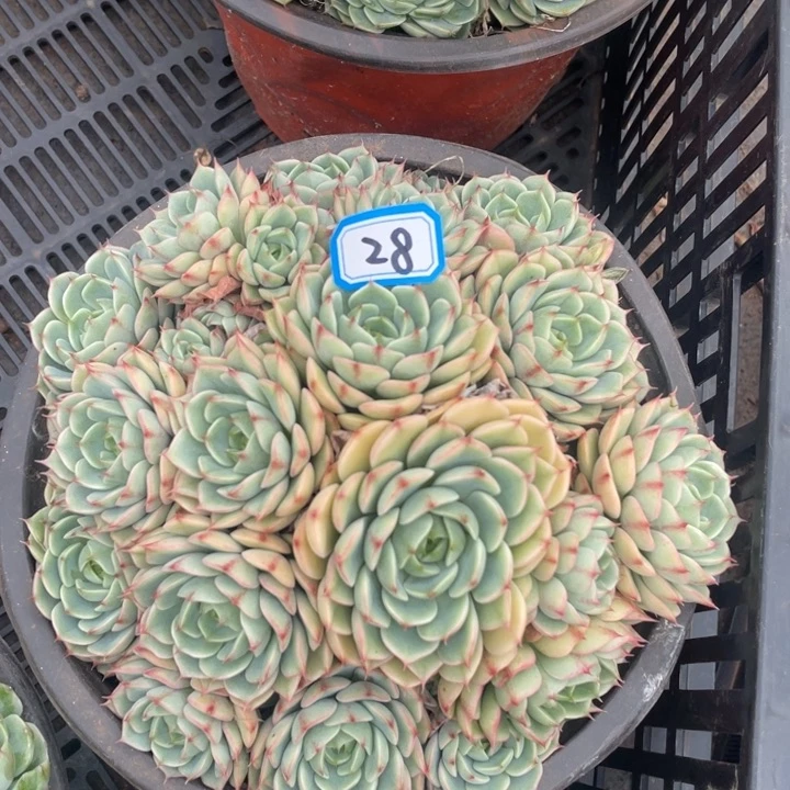 28笨吧一物一拍多肉