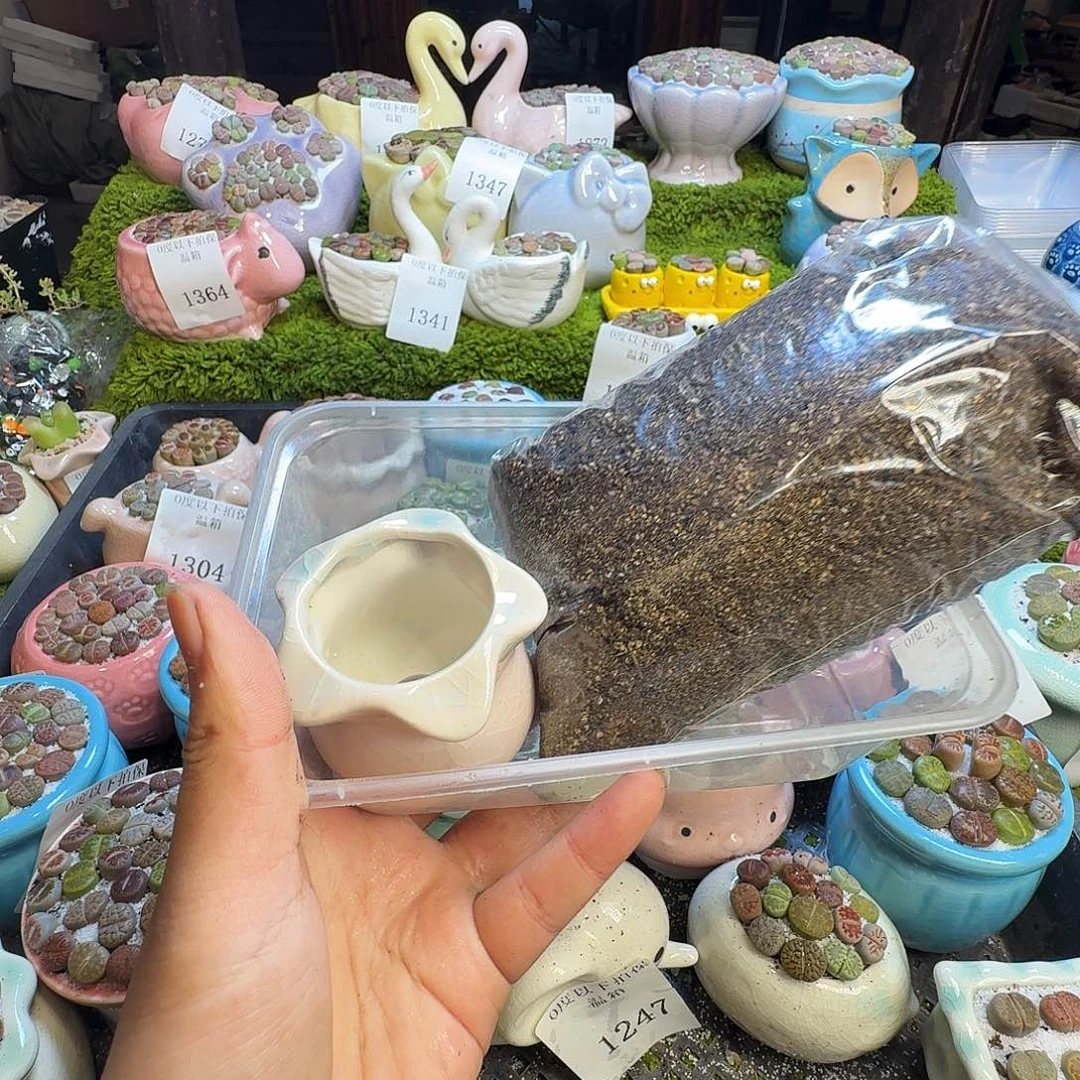 多肉葡萄的季节性1383
