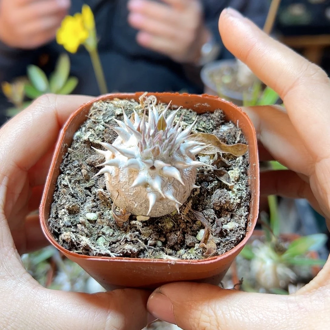 惠比大黑3.1公分带盆