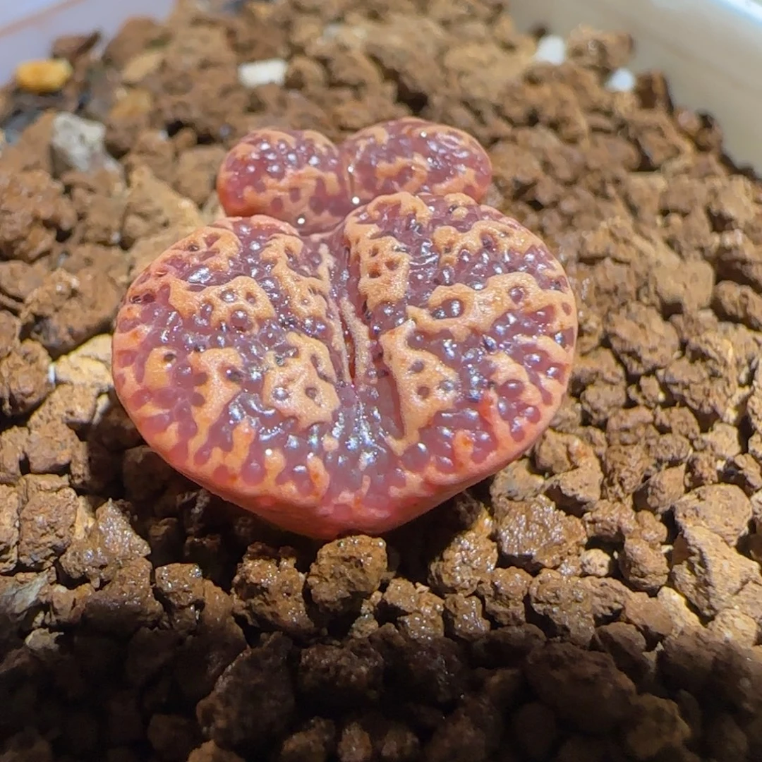 肉锥多肉植物组合-超级泡泡勋225