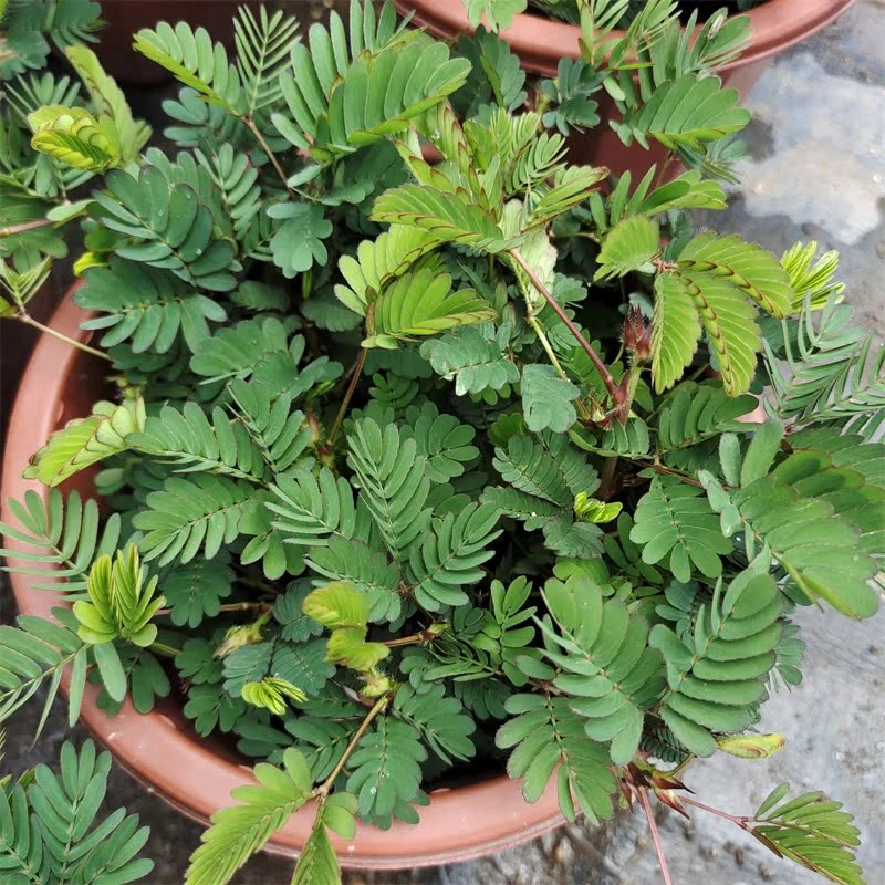 含羞草盆栽新奇绿植阳台植物害羞草成品苗带根观叶羞羞趣味绿植