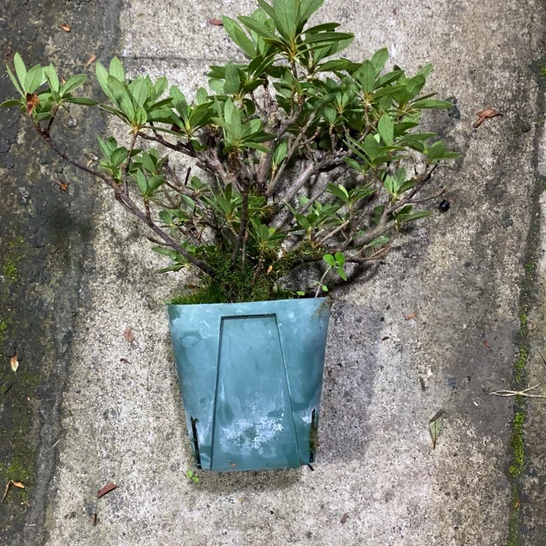 无花朵°*峰杜鹃。