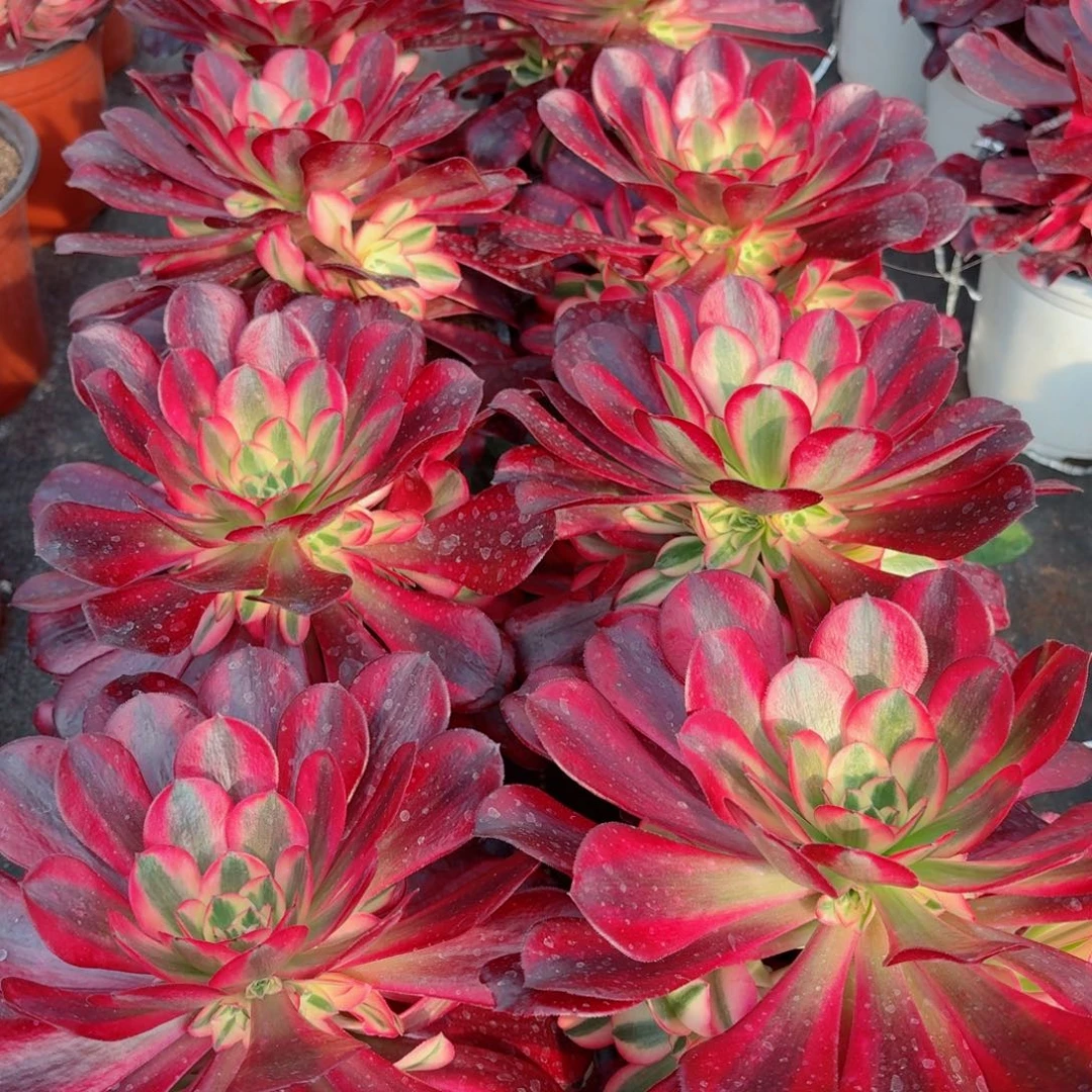 180美杜莎捧花多肉法师量拍