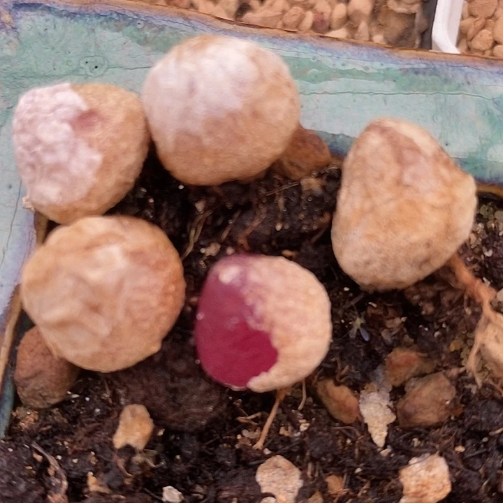 1厘米以上灯泡一颗