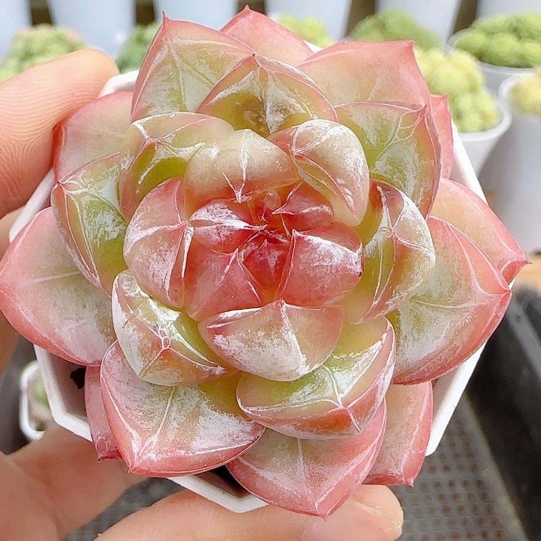 【闪购商品】0926-60钻石纹透珍妮包子糖心