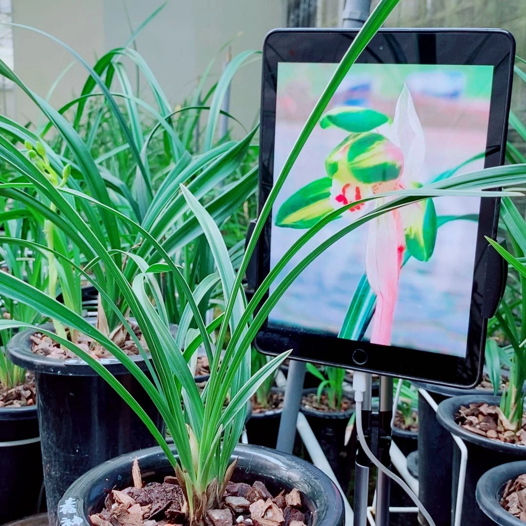 当前无花栽培后可以开花