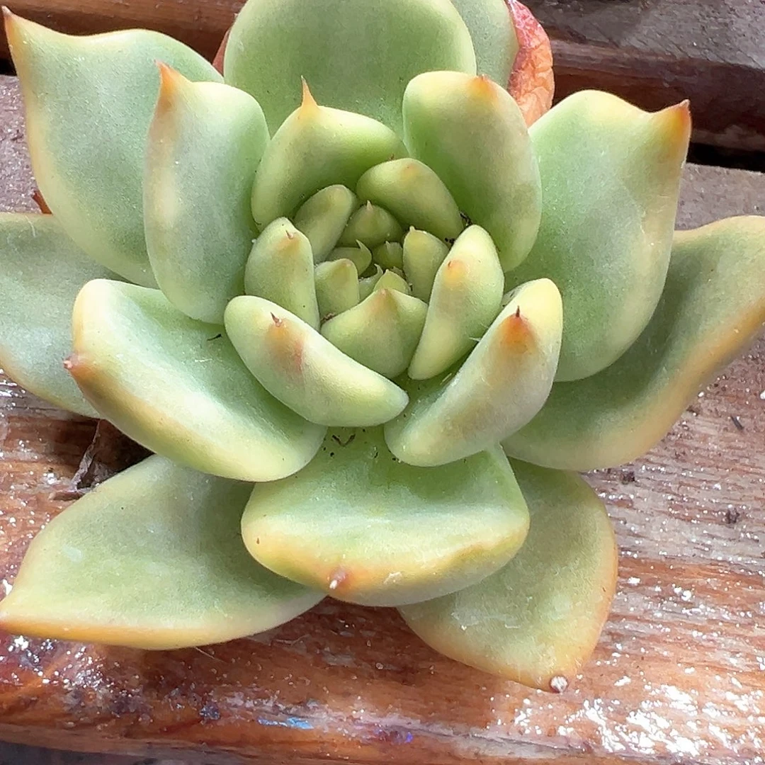 摩根锦 小方花圃一单包邮非偏远