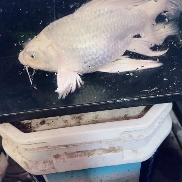 用***3海水鱼蝴蝶鲤包邮120