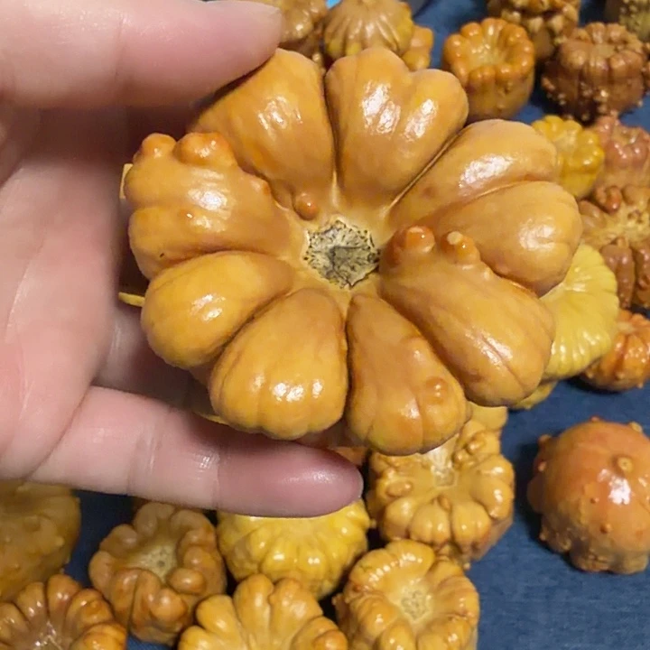 蜜***吖墨西哥七彩疙瘩葫芦