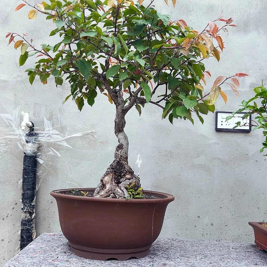 无花朵碧**天海棠深山系列好货老