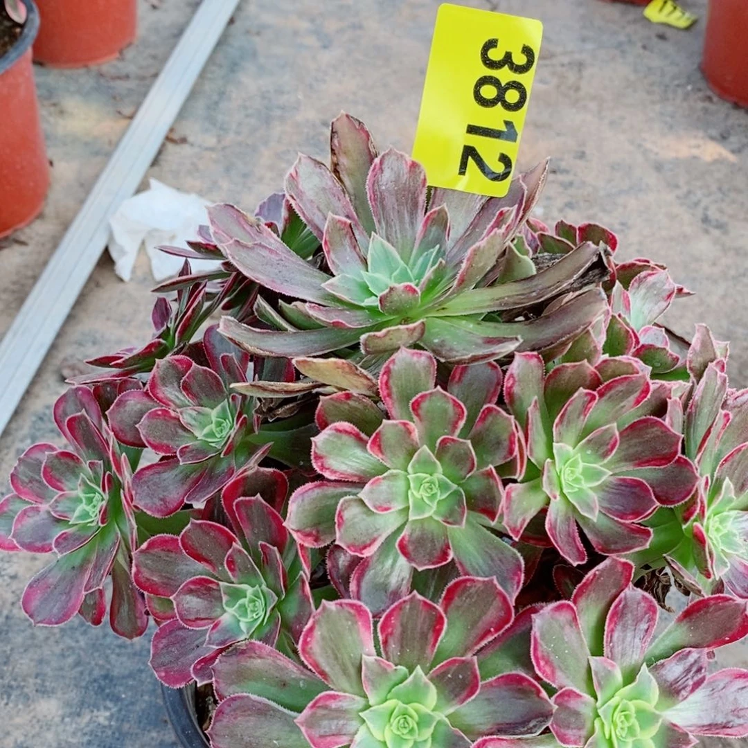 安娜多肉植物3812