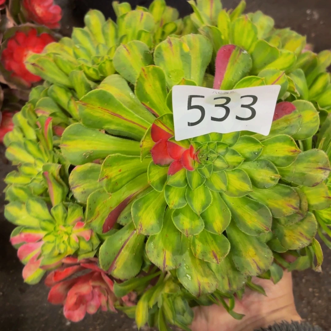 533多肉植物知否特价