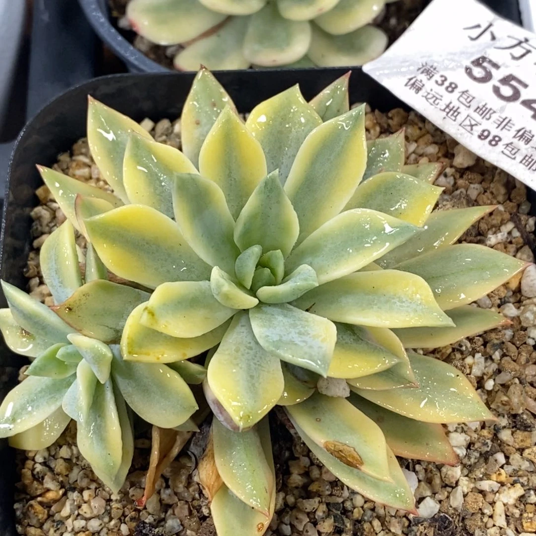 554黄金太阳锦单头带侧芽