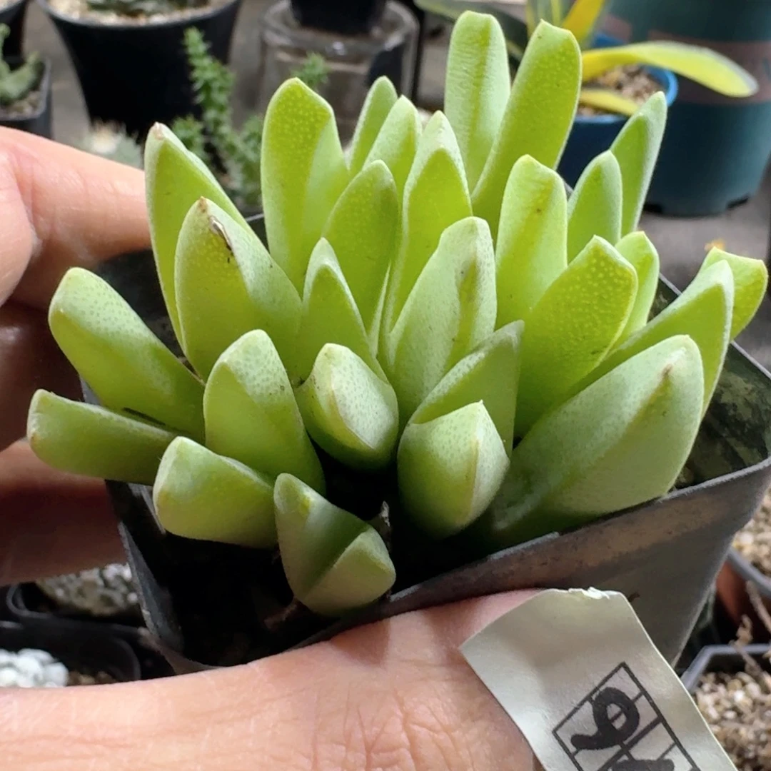 949斑马虾钳脱土发货