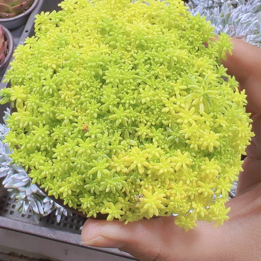黄金草19包邮多肉植物