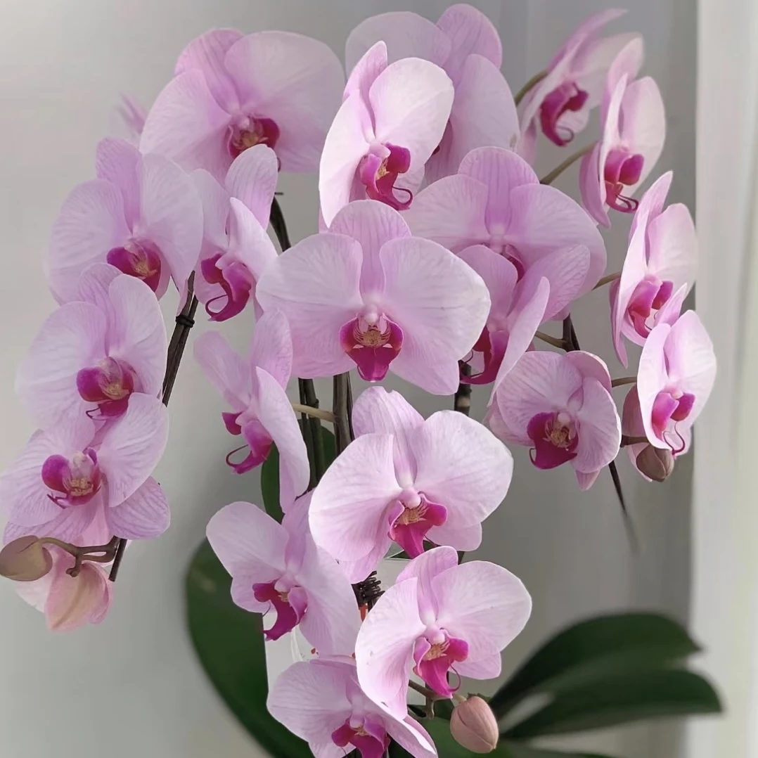 大安妮蝴蝶兰 年宵花盆栽花卉多年生室内阳台易养护爆花强