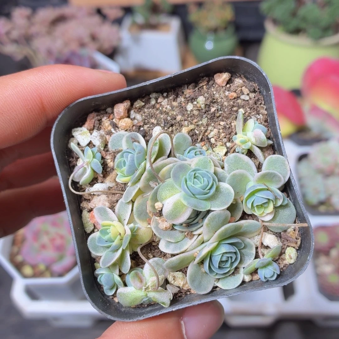 子持莲华锦多肉9.9包邮发货