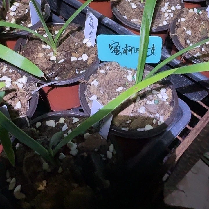 蜜桃美女朱顶红一棵1+