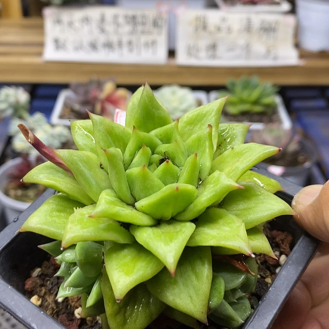 30106 林肯多肉植物