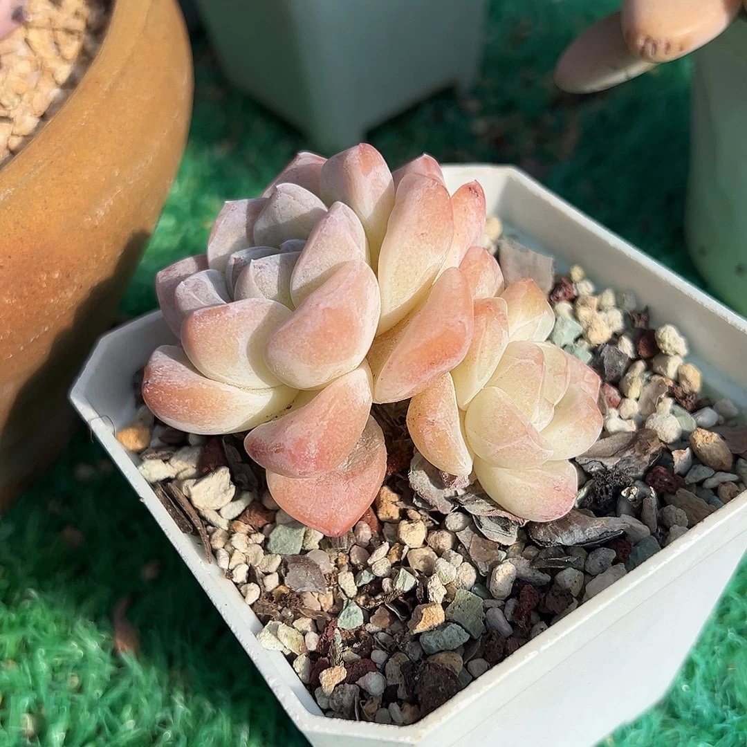 冰玉，，，，，，，，，，，，，，