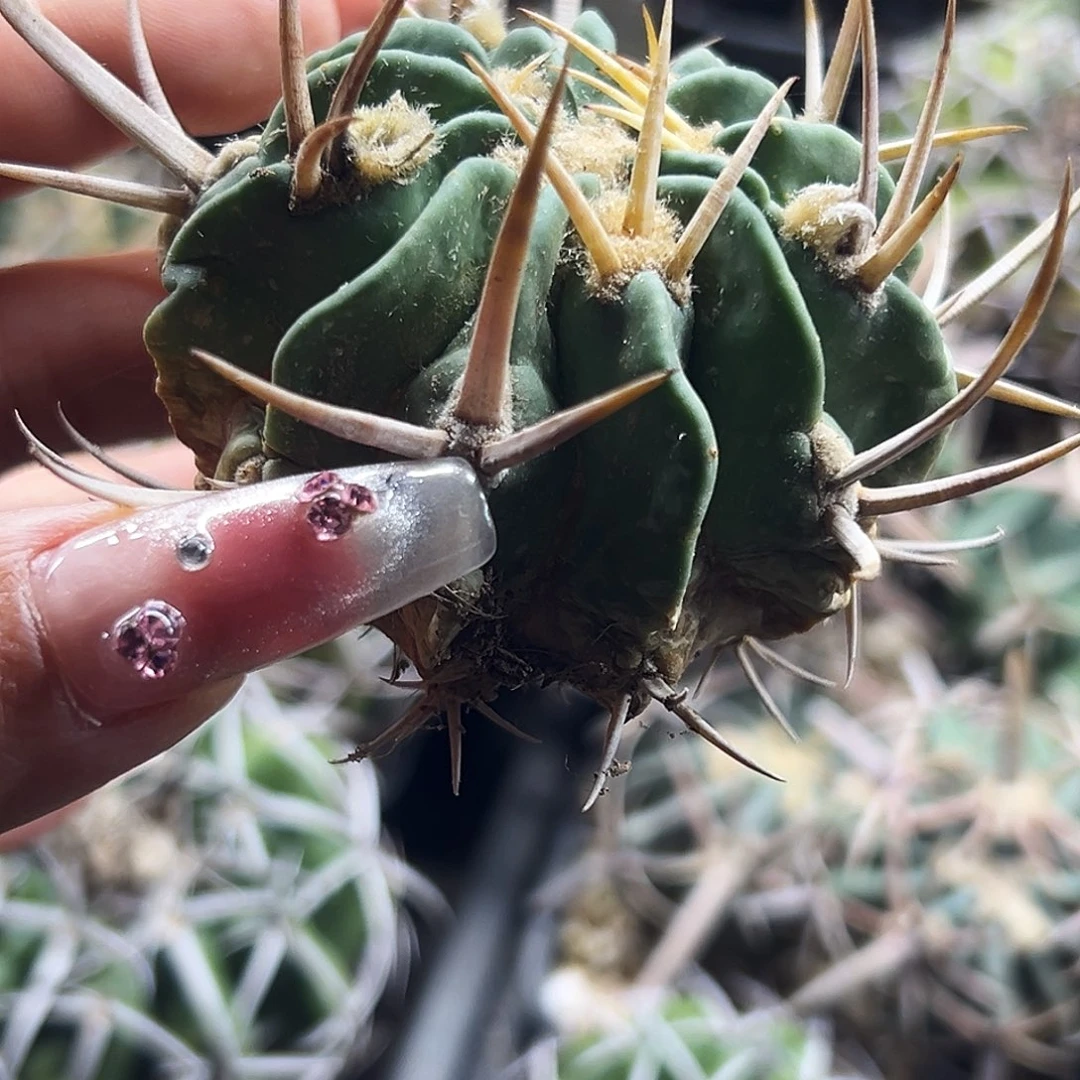 龙剑有根仙人球66666666