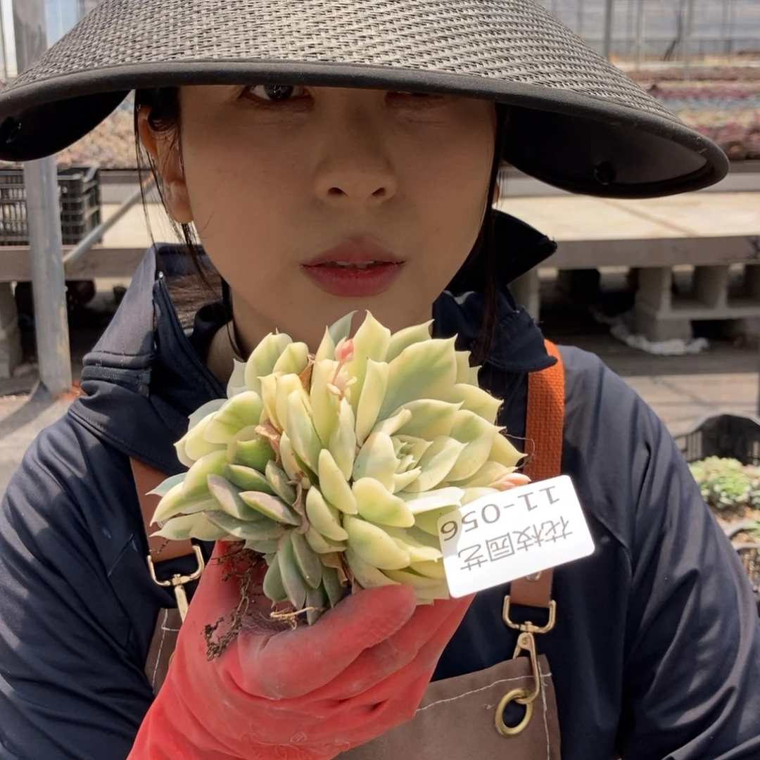 11-56昂斯诺锦一物一拍