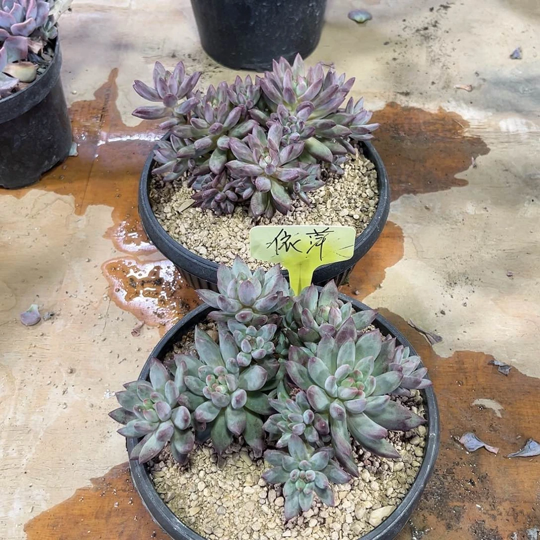 依**依萍 虞美人大群