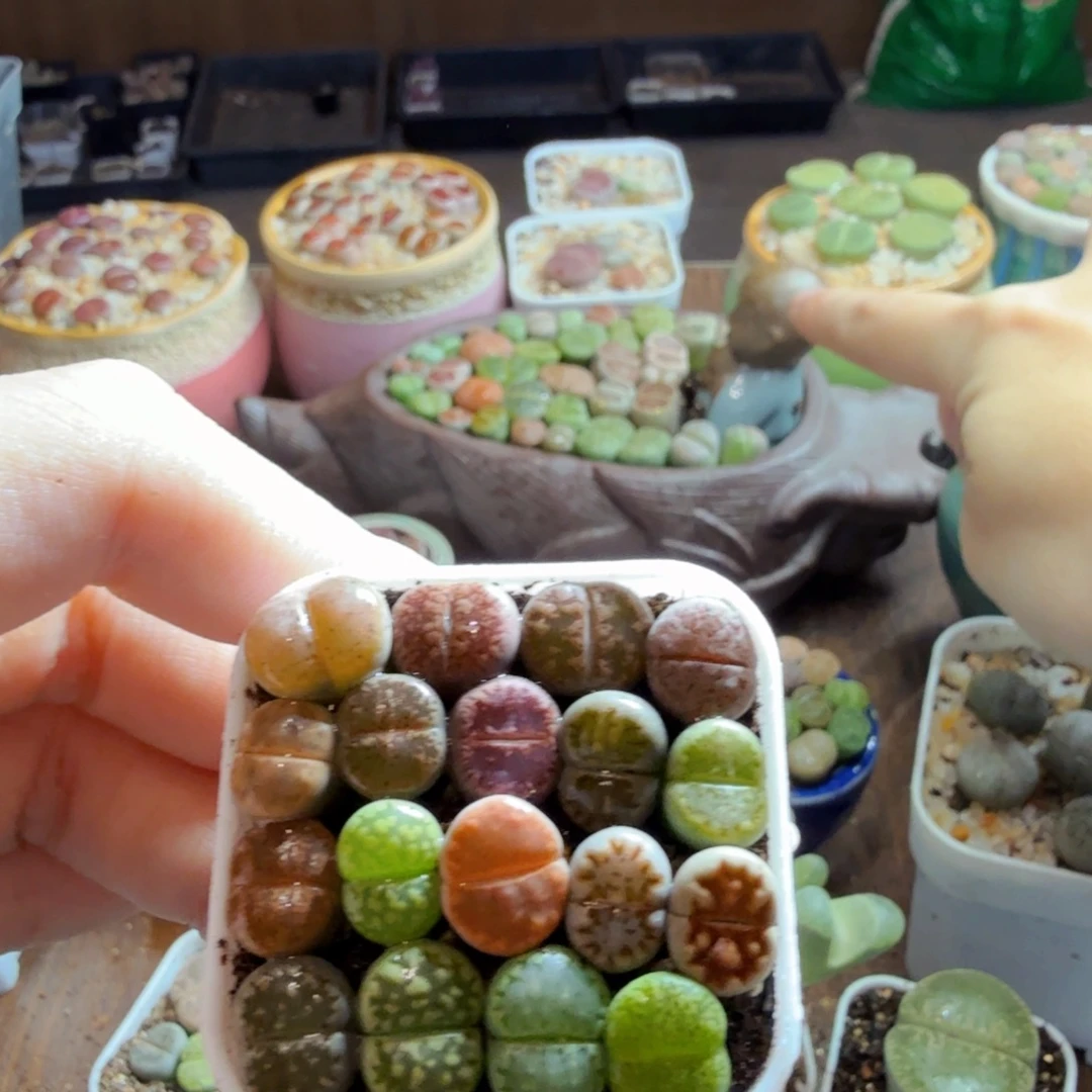 等***下多肉植物的生长发育和334