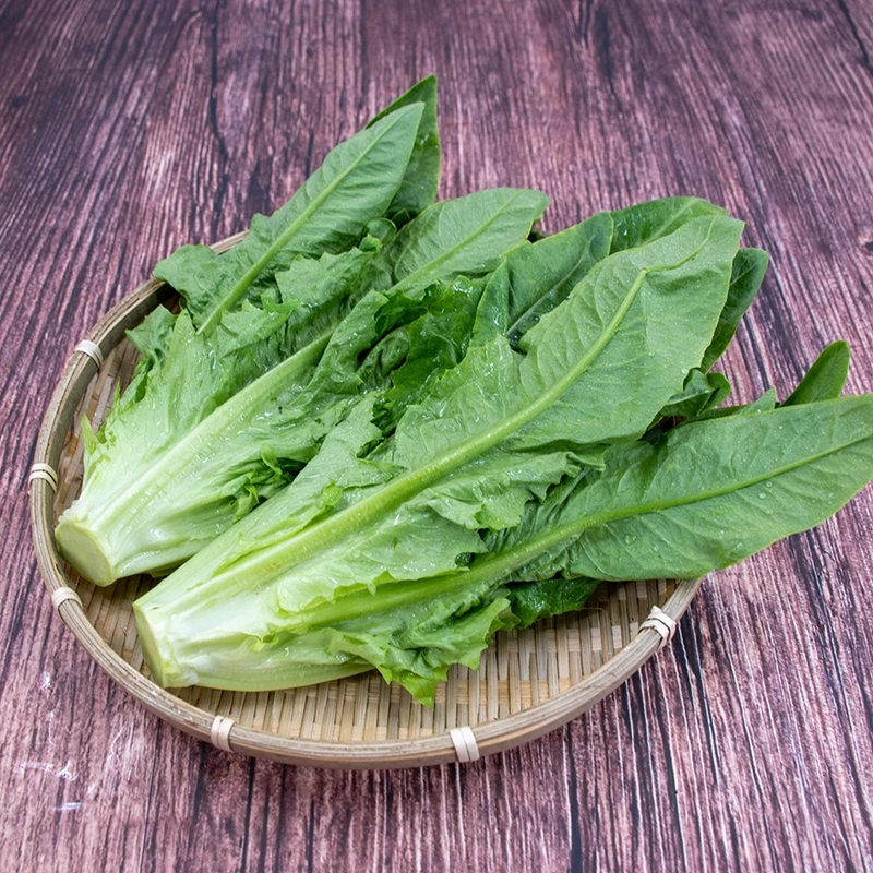 东升农场 供港油麦菜1000g 广东蔬菜新鲜配送