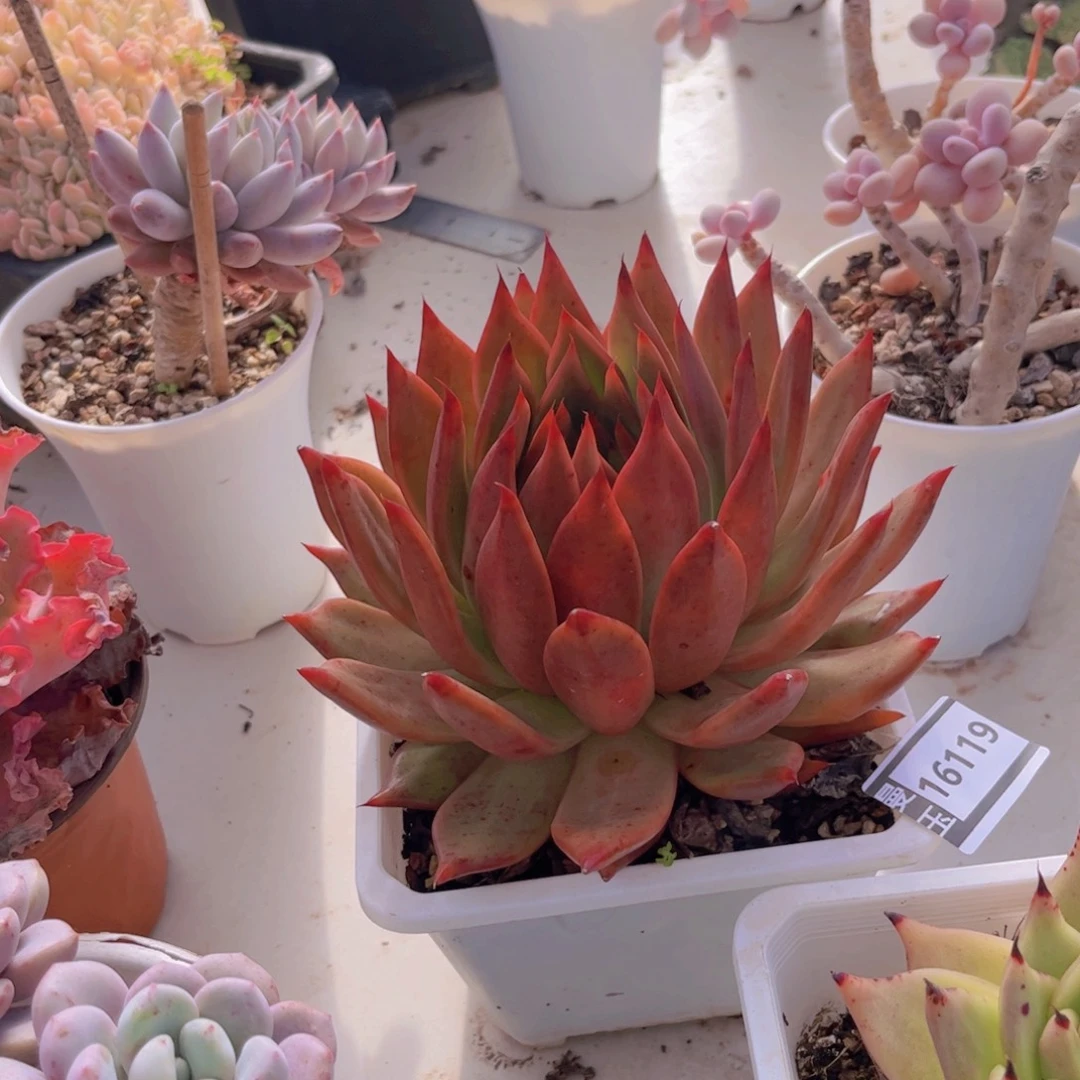 弗兰克多肉植物16119