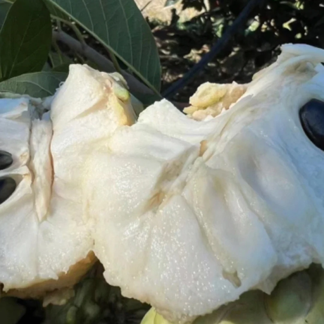 【放软食用】云南凤牛奶凤梨释迦纯甜番荔枝现摘现发新鲜时令水果