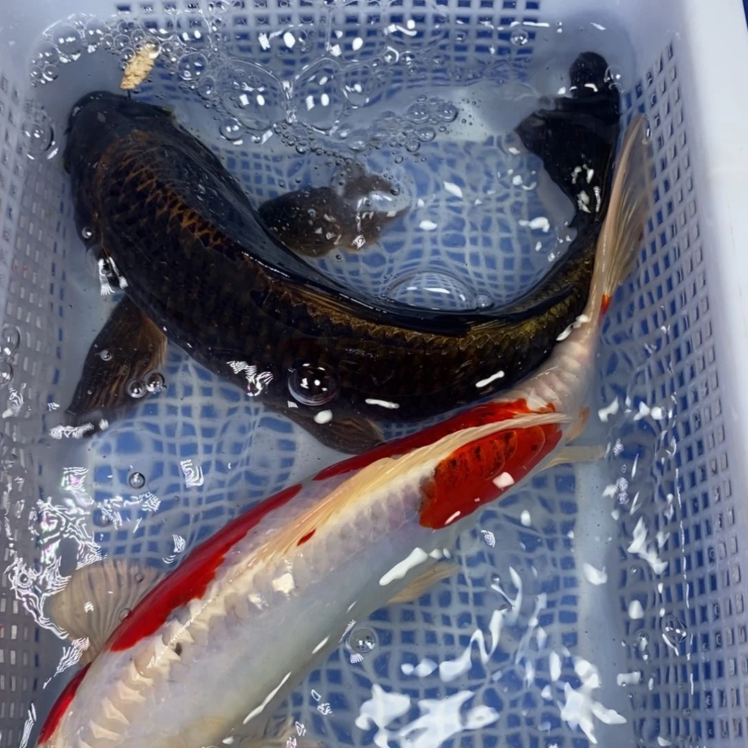 锦鲤冷水锦鲤包邮