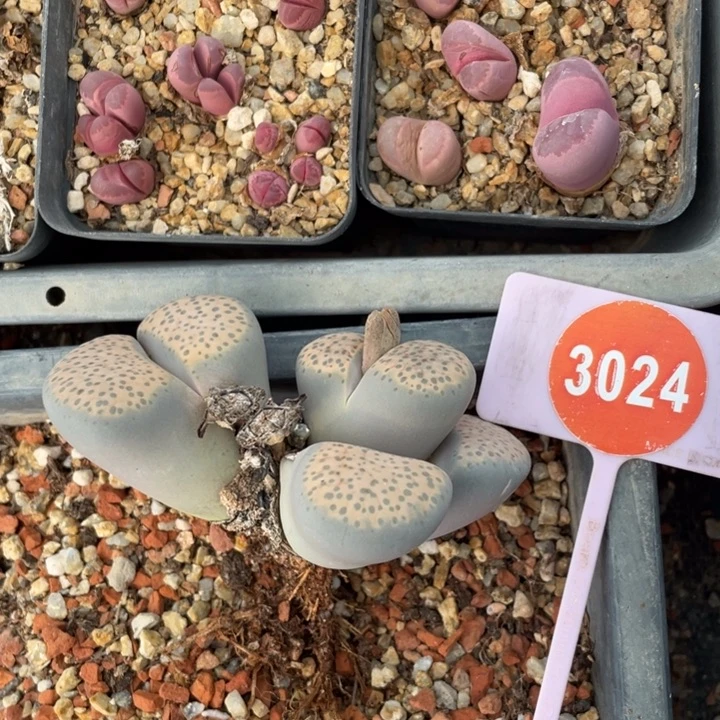 生石花生石花3024