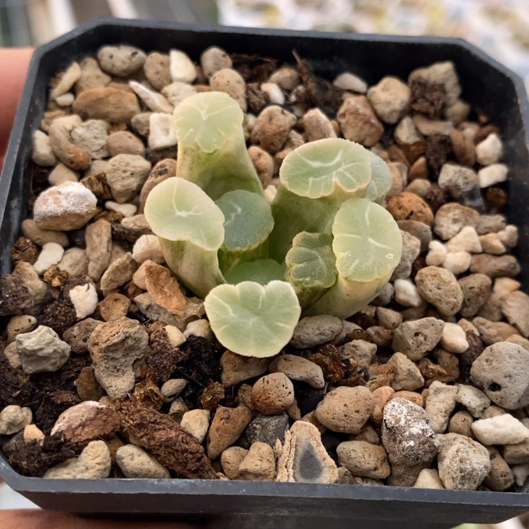 实生万象锦带盆发货