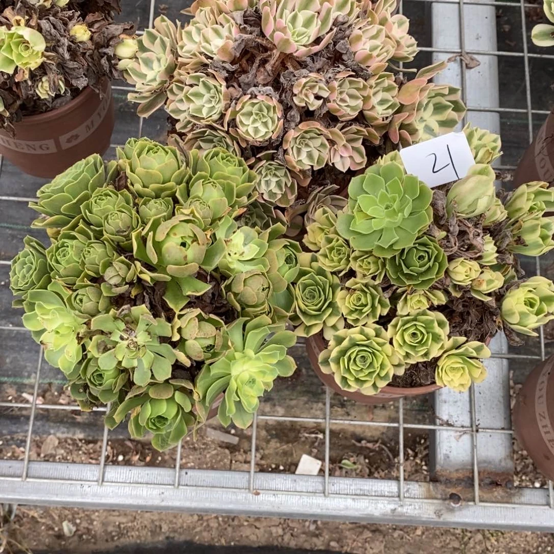 晓****》多肉植物组合拼盘21