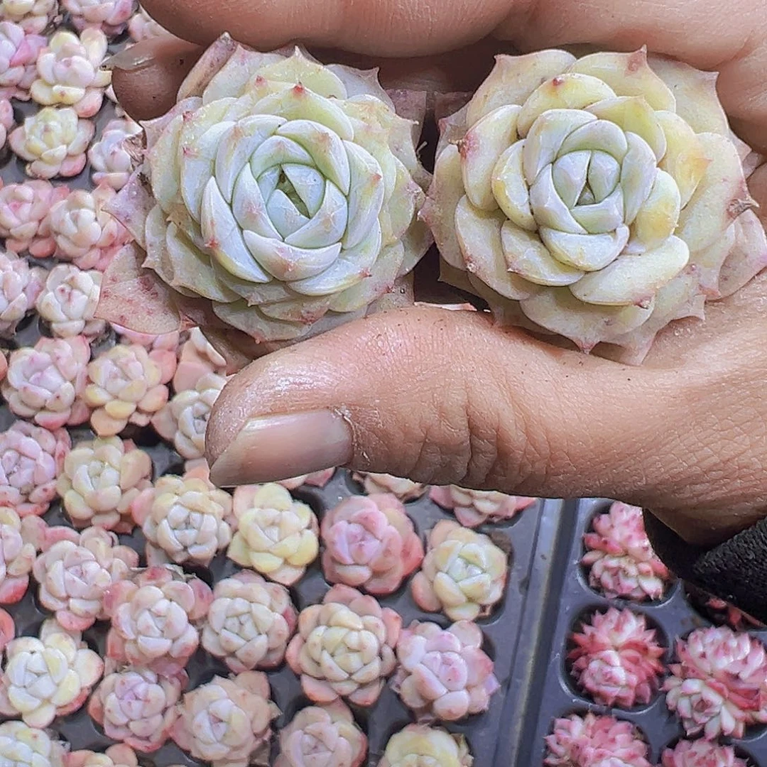 866纯爱苗5个19包邮