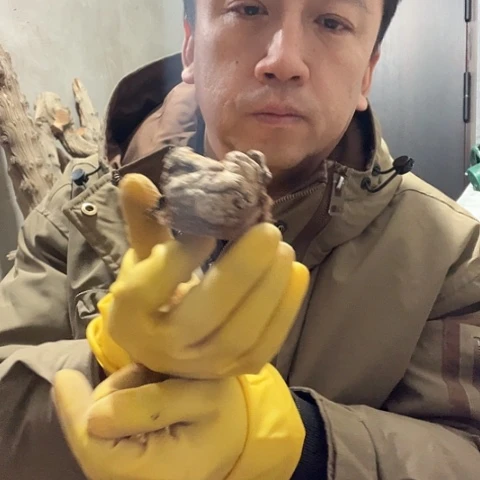 柏木?***期崖柏毛料的