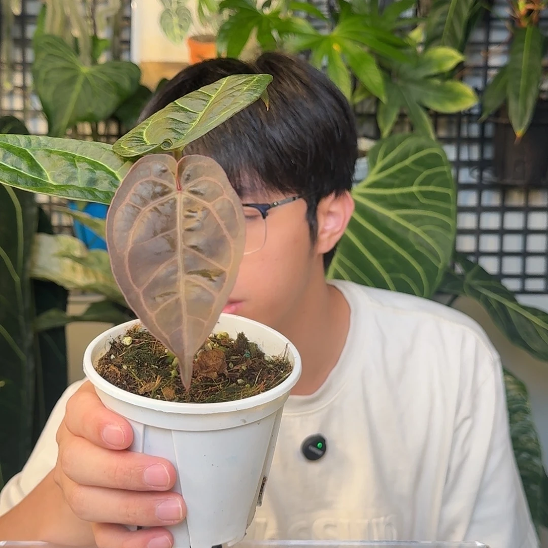 完全开放红水晶杂黑水晶E81