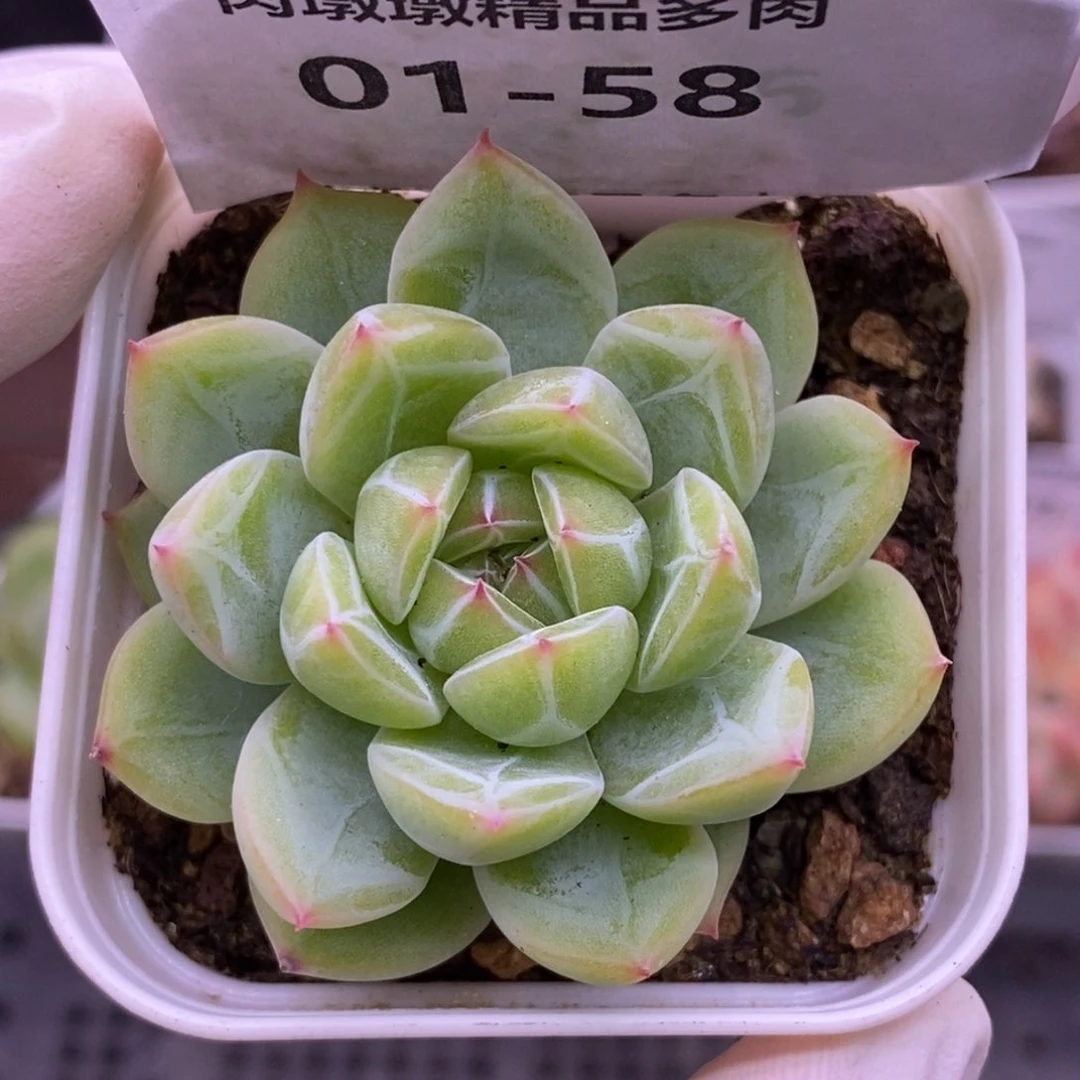 【闪购商品】01-58雪花