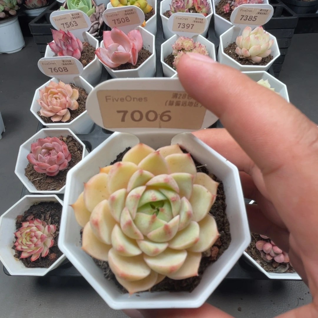 7006苯巴蒂斯4.0厘米