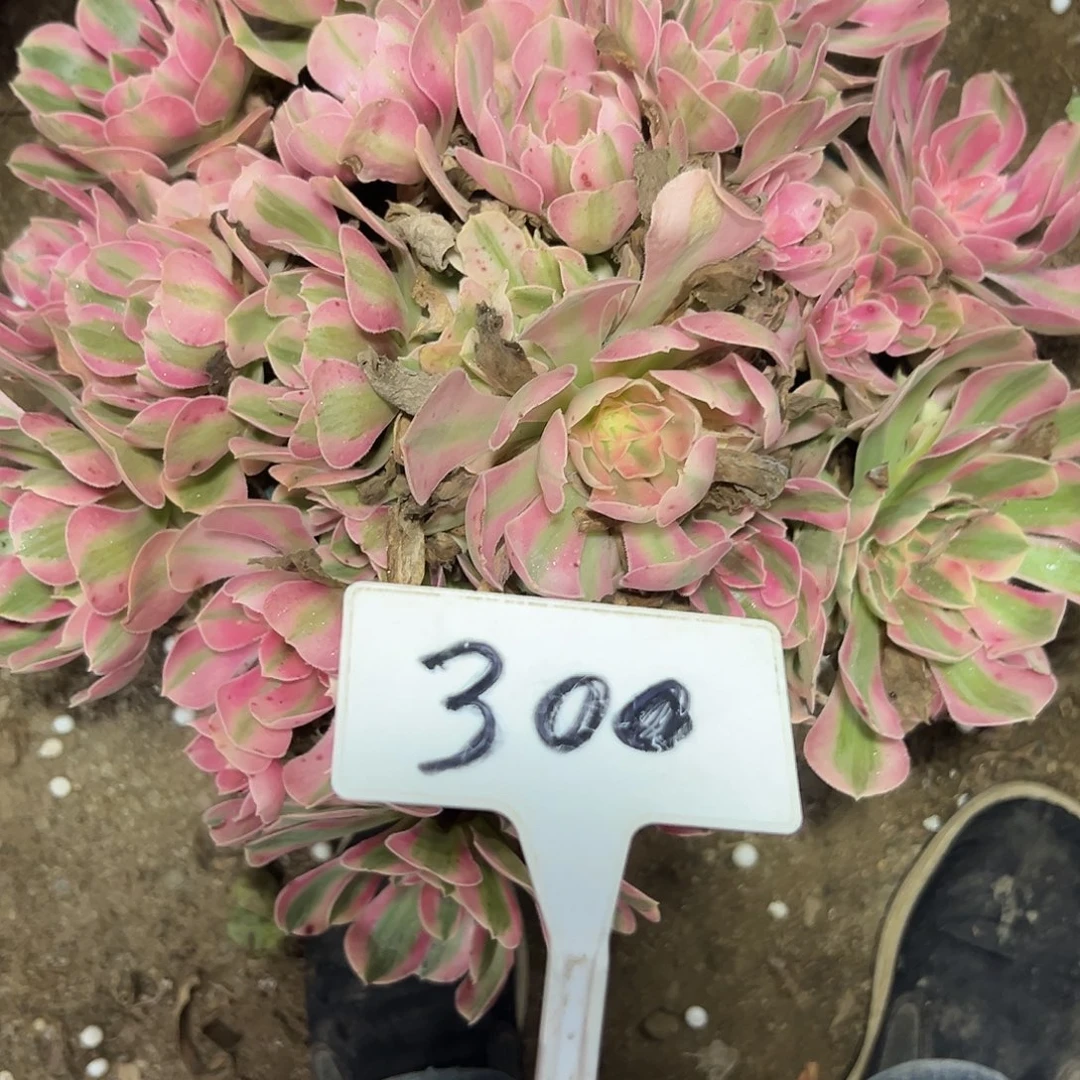 多肉植物粉女巫法师300