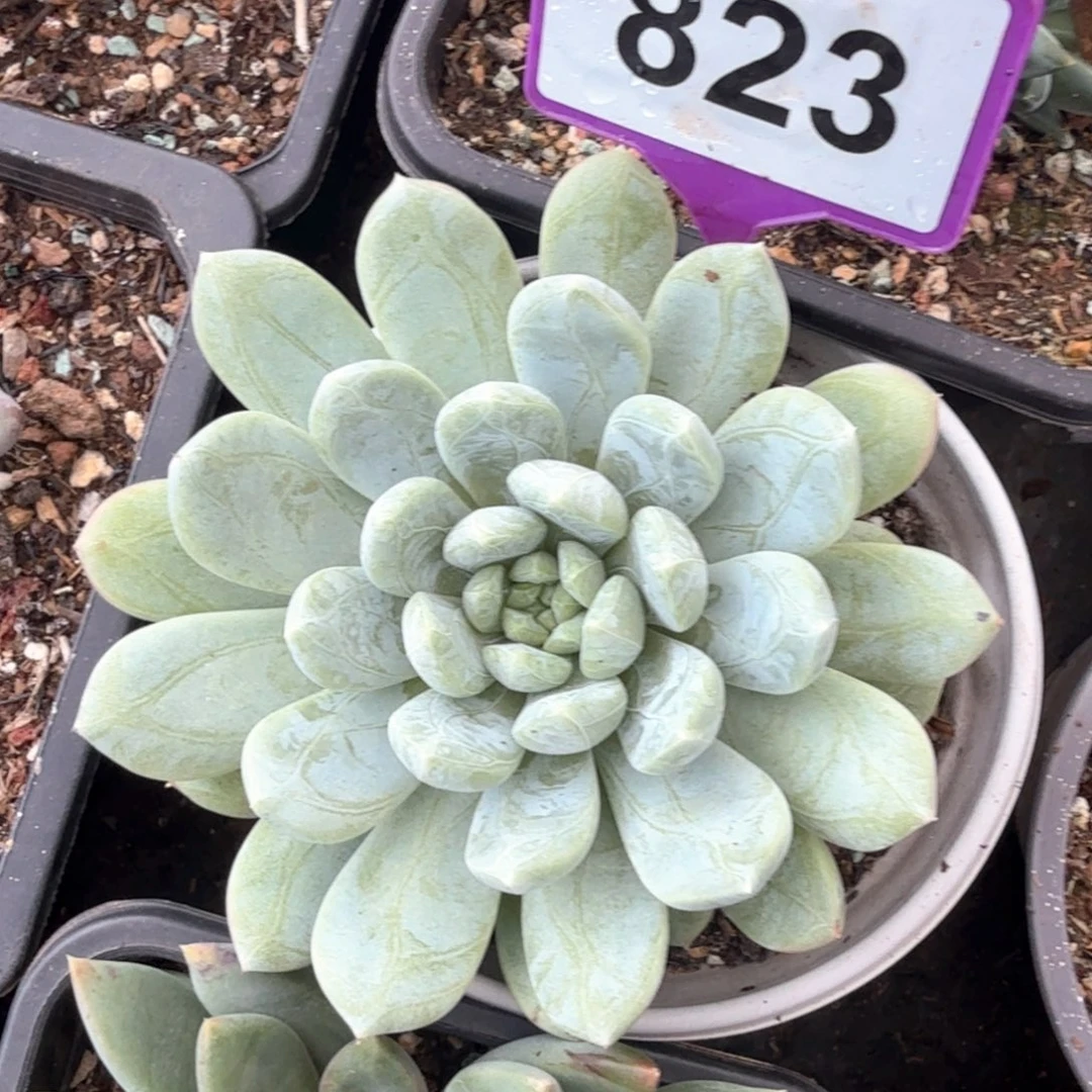 百搭翡翠多肉植物823