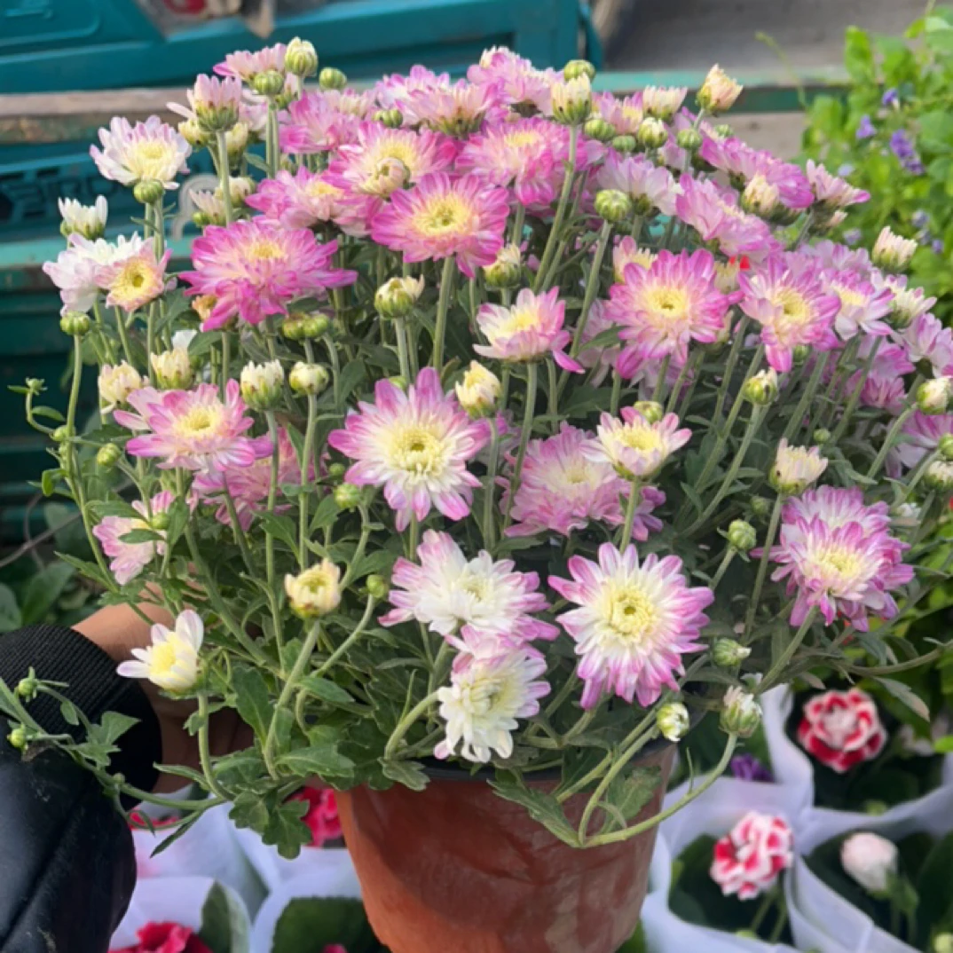 球菊（花语）盆栽耐热耐寒多季开花适合庭院阳台养护