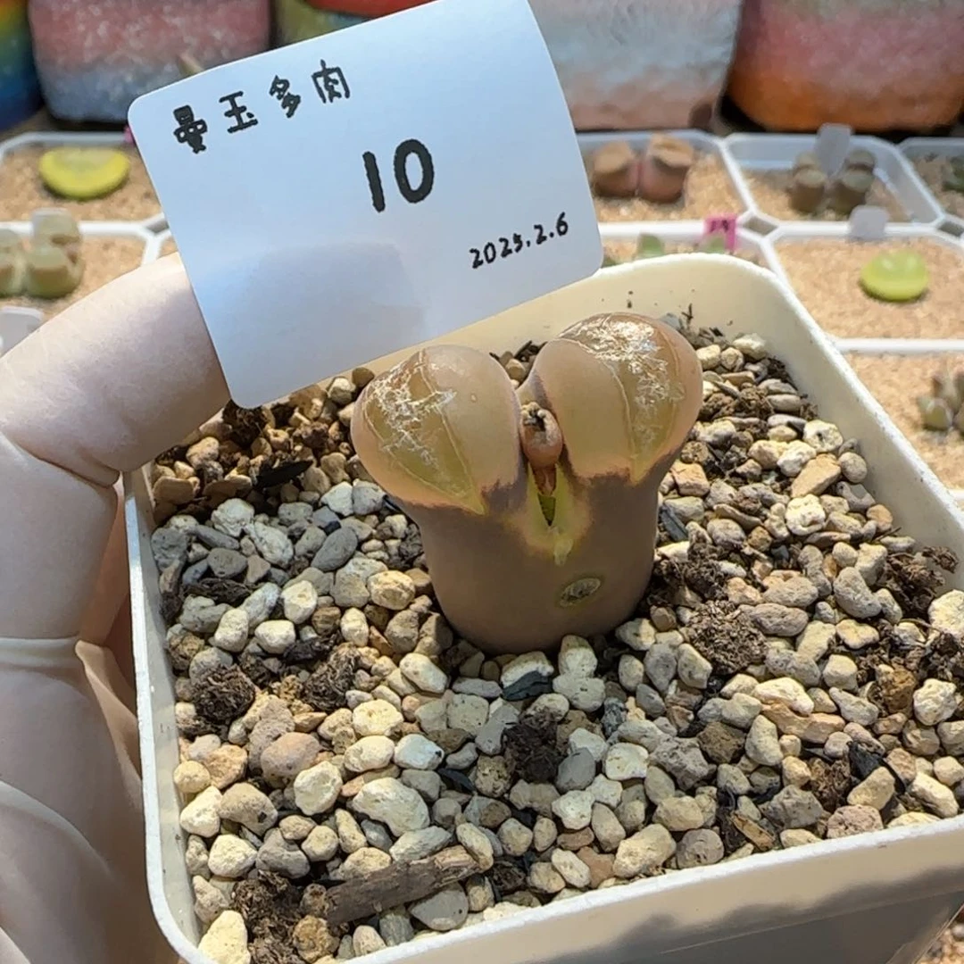 庄***鱼多肉多肉多肉2.6-010