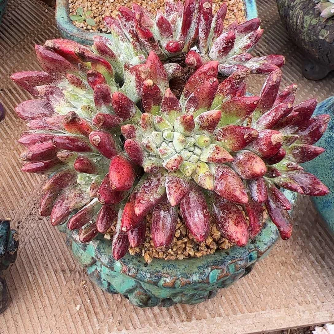 5334流丹海瑟仙女杯