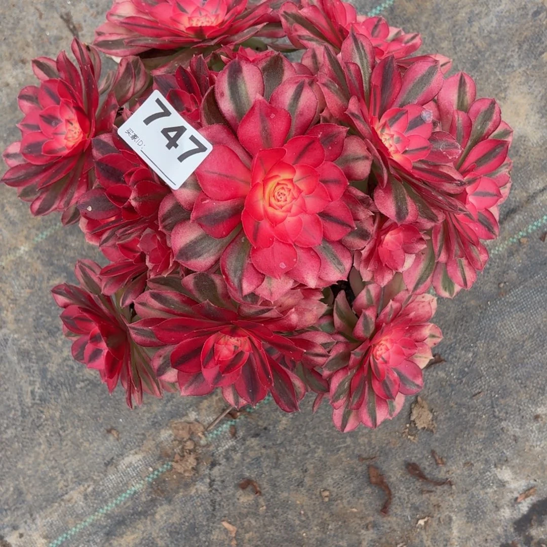 747大倾城特价多肉植物