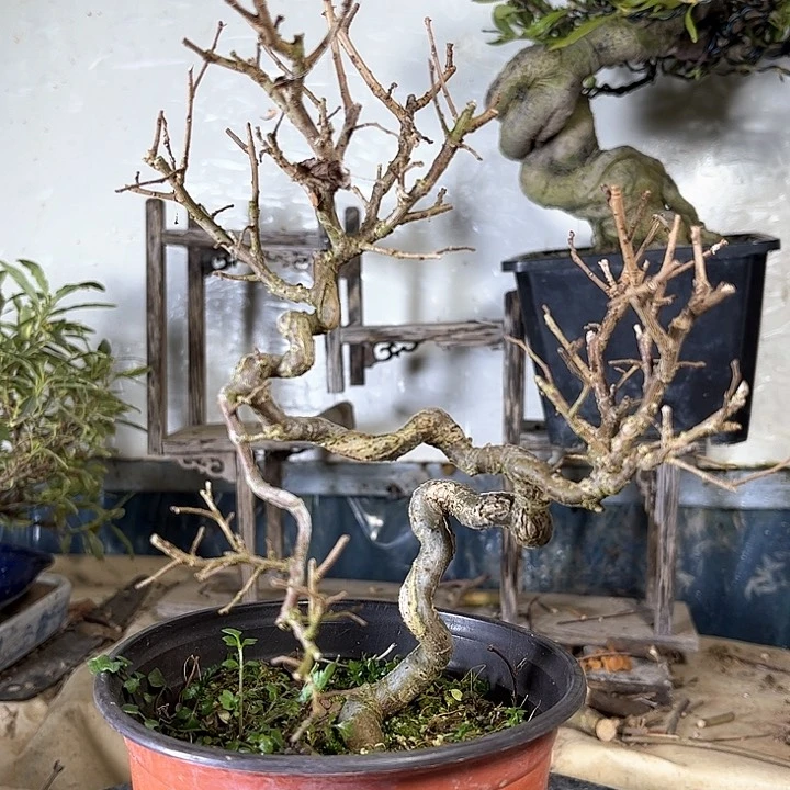 红陶那****吹榆树3695808588