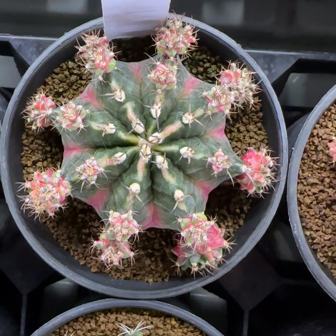 10-0213泡泡糖脱土发多肉