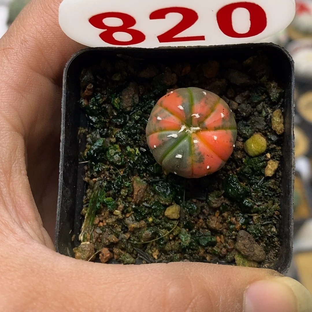 820福利特价啦兜锦福利