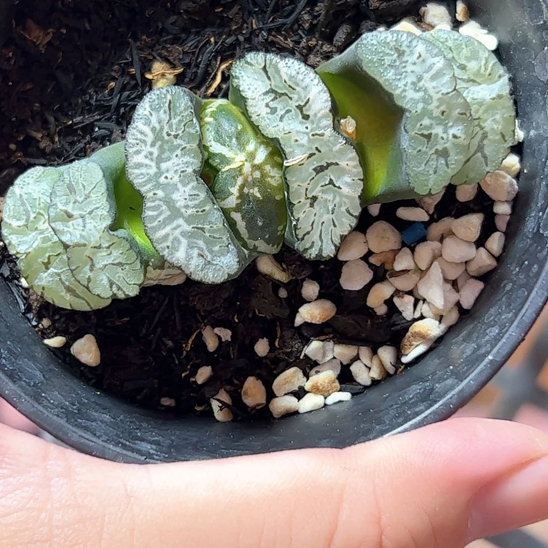 落***尘玄武帝十二卷多肉植物